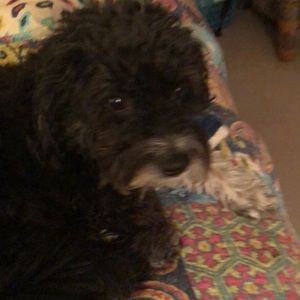 Meet your Posher, Lois